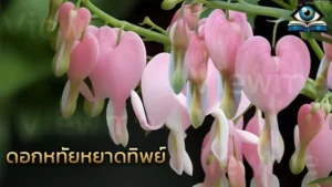 ดอกหทัยหยาดทิพย์