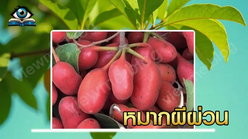 แนะนำผลไม้ป่า หมากผีผ่วน หาทานได้ปีหาครั้ง